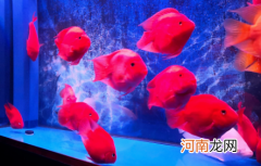 鹦鹉鱼冬天冬眠吗