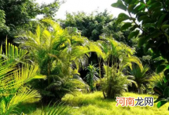 散尾葵适合家里养吗