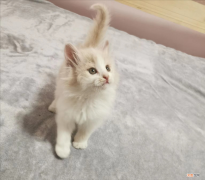 养土猫的人很丢脸吗 把土猫当宠物养的人都是傻子