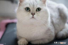 一只银渐层猫大概要多少钱 银渐层猫多少钱一只