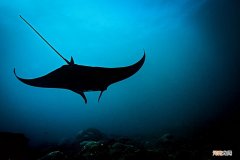 魔鬼鱼张开双翼能在海面滑翔百米 海洋中存在会飞的鱼吗