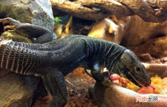 最昂贵的8种黑化神兽 世界上最珍贵的动物