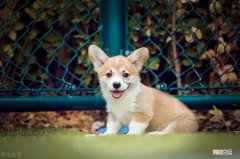 幼犬晚上一直叫要管吗 一个月的小狗晚上叫个不停怎么办