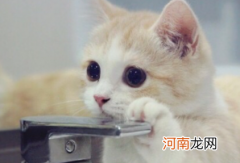 猫咪不肯吃化毛片怎么办