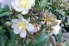 叶仙的养殖方法和繁殖 叶仙的养殖方法和注意事项