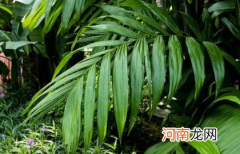 散尾葵冬天好养活吗