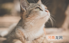 给猫咪磨牙用什么好