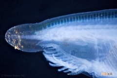 文昌鱼是怎样活5亿年的 哪个动物没有心脏