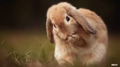 区分兔子公母图最简单的方法 兔子怎么看公的母的