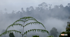 千年古洞寻找野生金丝燕窝 燕窝一斤大概多少钱