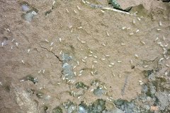 彻底消灭白蚁有哪些方法 白蚁怎么消灭才干净