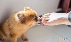 狗狗经常舔你手脚是爱你的行为 狗狗舔主人手脚意味着什么