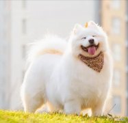 养一只萨摩耶每个月需要花多少钱 萨摩耶犬多少钱一只