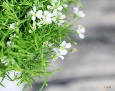 买回来的满天星花束怎么养 满天星怎么养才不会枯萎