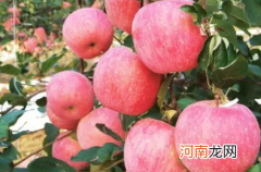 苹果春梢停长的原因是什么