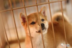 怎样正确挑选纯种柴犬 3个月小柴犬多少钱一只