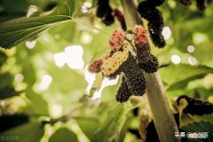 桑黄2000元一斤是真是假 桑黄一斤到底能卖多少钱