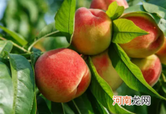 桃树如何施肥才能高产