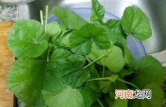 冬寒菜几月播种