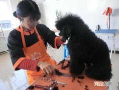 宠物培训中心学费 宠物学校培训要多少钱