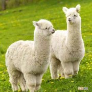 羊驼是什么和什么的杂交 羊驼是什么动物杂交吗