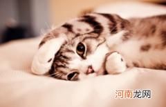 猫为什么喜欢拿尾巴扫人