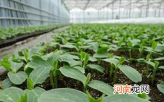 冬季温室蔬菜如何换茬