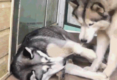 中国禁养犬种名单 中国禁养犬种2022