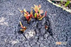 虎杖鲜货价格多少钱一斤 虎杖价格多少钱一斤