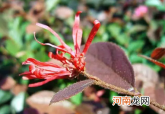 刀豆脱荚的原因是什么