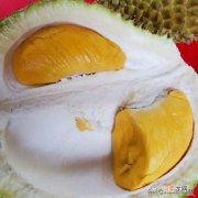 猫山王榴莲出产地是哪里 猫山王榴莲产地哪里