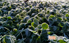 霜降过后种什么菜