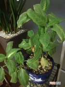 冬季里最耐寒的10种植物 最耐阴耐寒的十大漂亮植物