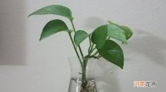 绿萝叶子肥大的方法