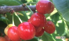 荔枝樱桃可以一起吃吗