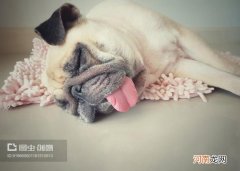 狗狗睡垫的正确使用方法