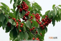 冬季樱桃桃树管理方法