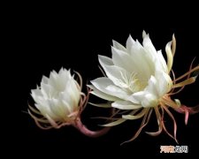 描写昙花生命脆弱的句子