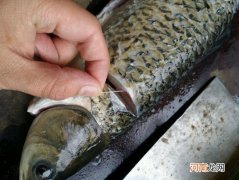 塘鱼去腥方法