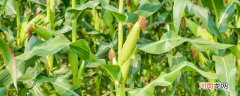 墨西哥玉米草是什么 墨西哥玉米草是什么意思