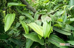 金刚藤果实泡酒方法