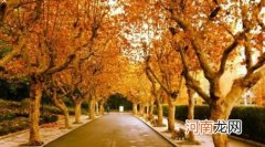 梧桐树象征什么