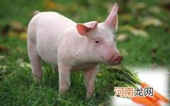 猪能吃的叫湿垃圾吗