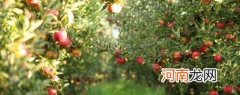 苹果树点灌正确方法