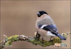 冬天灰雀吃什么