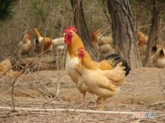 鸡身上的毛根怎么去除干净