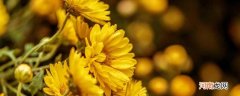 水色风信子花语 水色风信子花语是什么