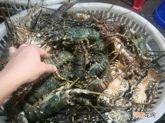 澳龙龙虾放速冻还是保鲜