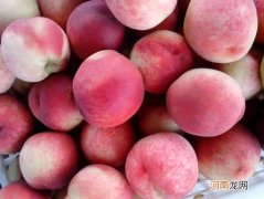 毛桃可以放几天