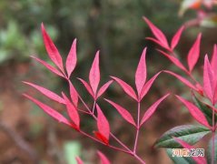 家庭南天竹的养殖方法和注意事项